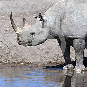 Black Rhinoceros - Namibia