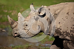 Black Rhinoceros - Namibia