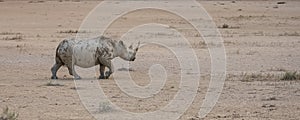 A black rhinoceros in Namibia