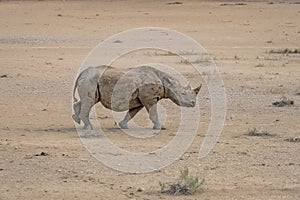 A black rhinoceros in Namibia