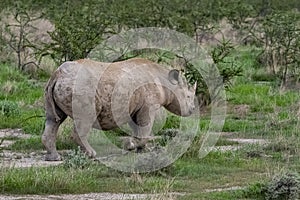 A black rhinoceros in Namibia