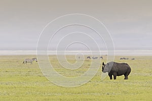 Black Rhinoceros at Ngorongoro Crater