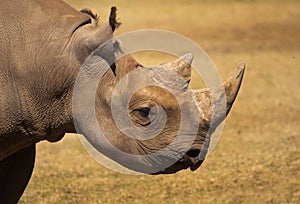 Black Rhinoceros portrait in captive breeding program