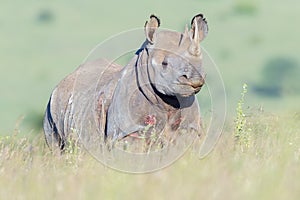 Black Rhinoceros Portrait, Nairobi National Park, Kenya