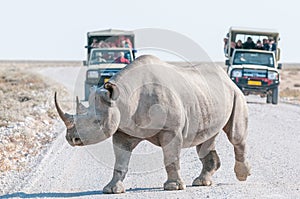 Black rhinoceros with safari vehicles with tourists in the back