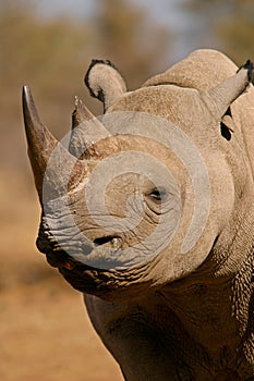 Black rhinoceros, South Africa