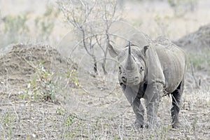 Black Rhinoceros walking on savannah
