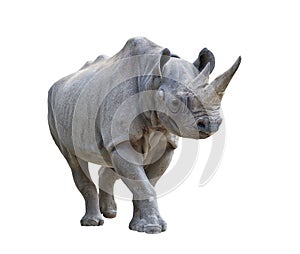 Black rhinoceros on white background