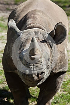 Black rhinoceros (Diceros bicornis). photo