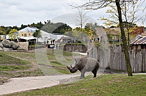 Black Rhinoceros at the zoo.