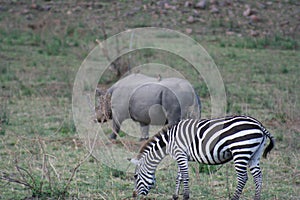 A Black RhinocerosDiceros BicornisFaru or Kifaru and Burchells Zebra Equus Burchells Punda Milia.