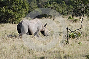 A black Rhinocerous in the Savannah grassland, Kenya