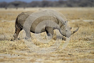 Black Rhinocerus photo