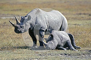 Black Rhinos in Tanzania