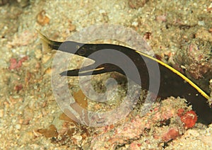 Black ribbon eel - juvenile