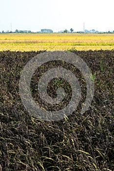 Black rice field in summer, Lomellina (Italy) photo