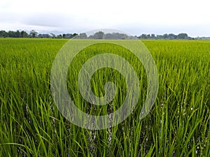 Black Rice Pady field