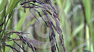 Black rice seeds in field Pesticide residue freeX