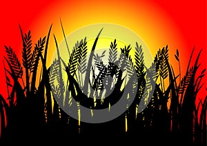 Black rice and sunset