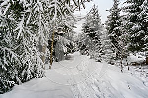 The Black Ridge at Isny in Allgau in winter photo