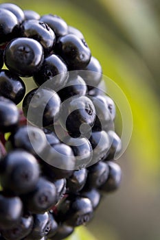 Black ripe berries of sambucus nigra on a branch close-up. Black elderberry bush with fruits in the forest.