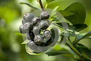 Black and ripe chokeberry fruits hanging on a bush with green leaves.
