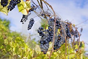 Black ripe grapes and vine in the vineyards of moldova.