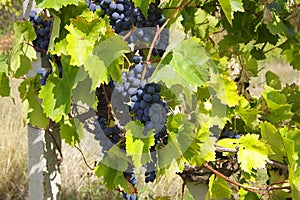 Black ripe grapes and vine in the vineyards of moldova.