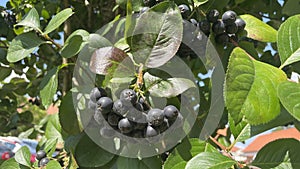 Black ripe mountain ash on a bush