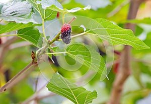 Black ripe mulberries on the branch