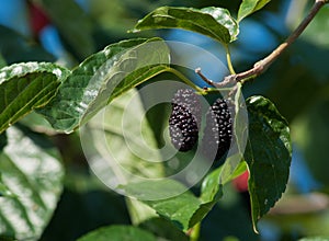 Black ripe mulberries on the branch.