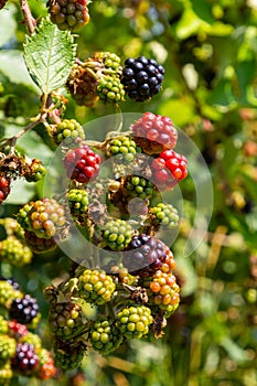 Black ripe and red ripening blackberries on green leaves background. Rubus fruticosus. Closeup of bramble branch with bunch of