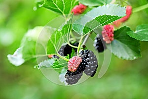 Black ripe and red unripe mulberries on the branch