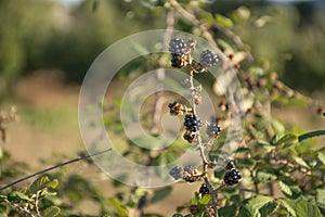 Black ripe, ripening, and unripe wild blackberries