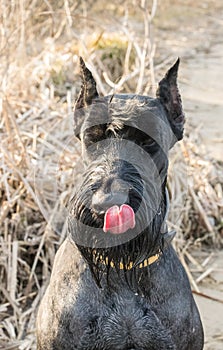 Black Rizen Schnauzer on a walk in the spring park