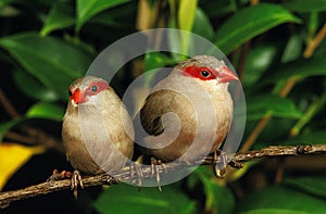 Black-RiÃ¹^ted Waxbill or Red-Eared Waxbill, estrilda troglodytes