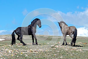 Black and Roan Stallions fighting on the mountaintop in Wyoming United States