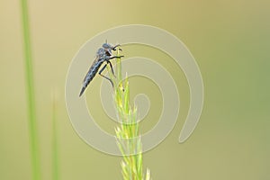 robber fly