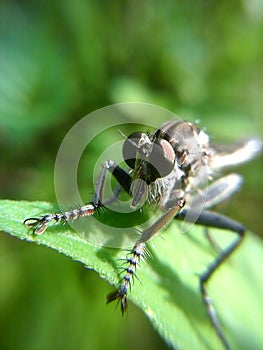 Black Robberfly