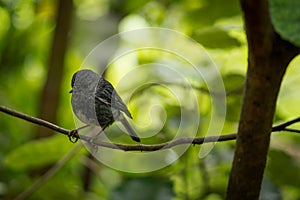 Black robin, a native bird of New Zealand standing on a tree branch