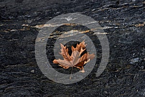 Black rock and a plane tree leaf. Background