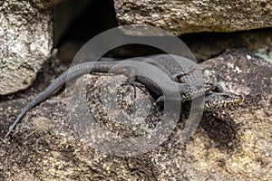 Black Rock Skinks