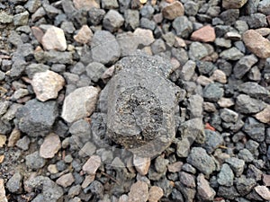 Black rocks are scattered irregularly