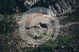 Black Romanov sheep standing in the field