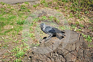 Black rook with blue eye looking and sitting on sawn tree stump, meadow with first spring grass