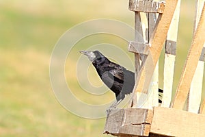 Black rook on wood structure