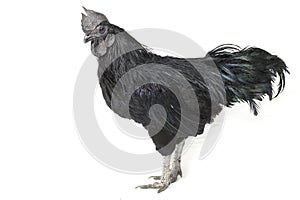 Black Rooster Ayam Cemani Chicken isolated on white