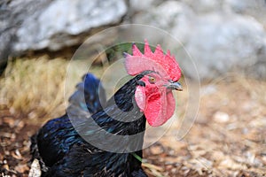 Black rooster in the bird yard