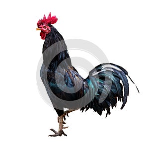 Black rooster chicken isolate on white background