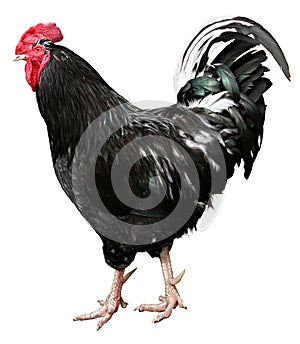 Black Rooster Isolated On a White background